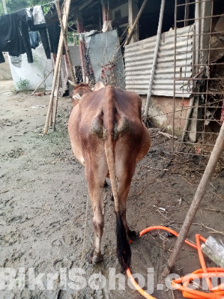 গাভী